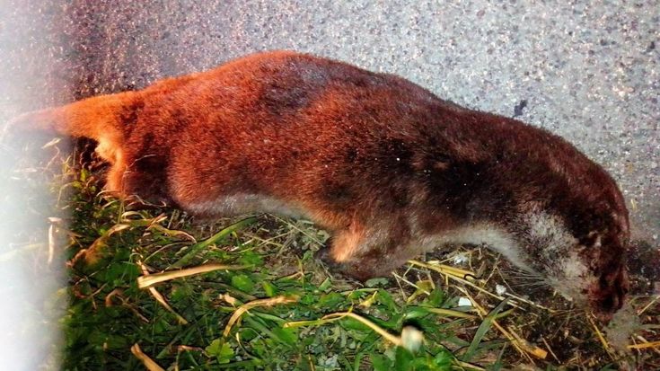 Cilento, lontra investita: “Specie a rischio, servono più tutele”