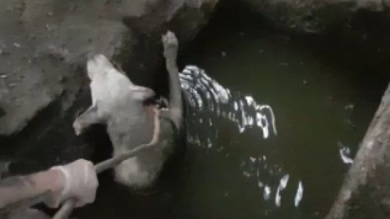 Bari, cane imprigionato in una buca piena d'olio: lo salvano passanti e pompieri. "Ora cerca casa"