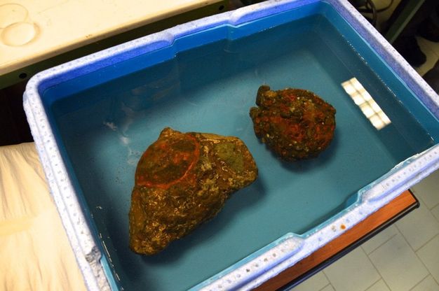 Golfo di Napoli, riemerge la corvetta Flora
