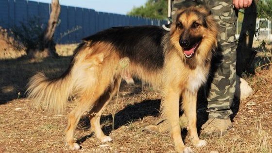 Bari, meticcio abbandonato nel fossato del castello. I volontari lo salvano e lo chiamano 'Svevo': "Ora cerca amore"