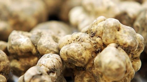 Il tartufo e la sua cultura: una ricchezza nazionale che vuole diventare Patrimonio dell'Umanità