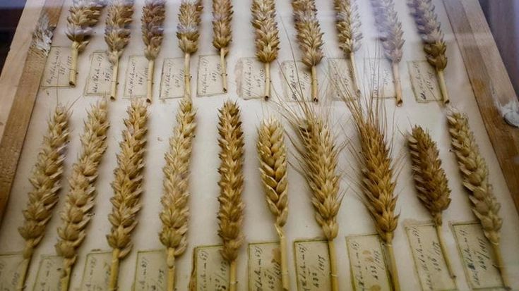 Dal governo 7 milioni per l’eredità di Nazareno Strampelli, lo scienziato fascista della ‘Battaglia del grano’, che sfamò l’Europa. Ideò la varietà Senatore Cappelli