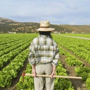 Agricoltura, 5000 giovani bloccati da burocrazia Sicilia. Coldiretti: "Ferme le richieste per avviare un'azienda"