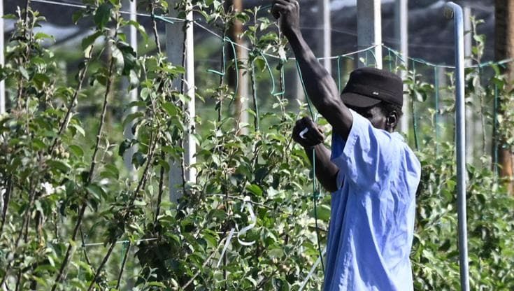 Il report di WeWorld: “C’è il caporalato in variante emiliana”