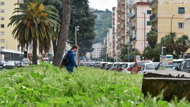 Viale Augusto, il Comune: "Entro l'anno via ai lavori per piantare nuove palme"