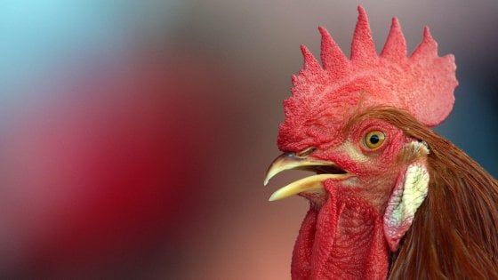 Il gallo canta alle 4,30 del mattino: gli agenti multano il padrone