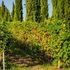 I ragazzi che restaurano i vigneti abbandonati che i vignaioli anziani non riescono più a coltivare