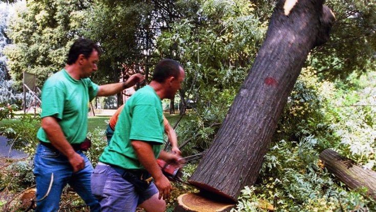 Bologna, tra siccità e inquinamento alberi sempre più malati. "Dobbiamo tagliarne 1.500"