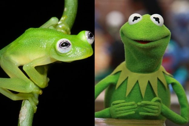 La rana che sembra Kermit, nuova specie ''trasparente''