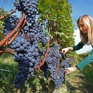 Effetto coronavirus, il crollo dei vini piemontesi: il fatturato perde 300 milioni