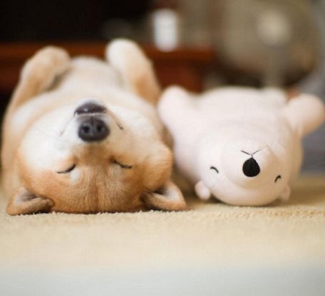 Quando i sogni sono di pezza: il cane dorme come il peluche