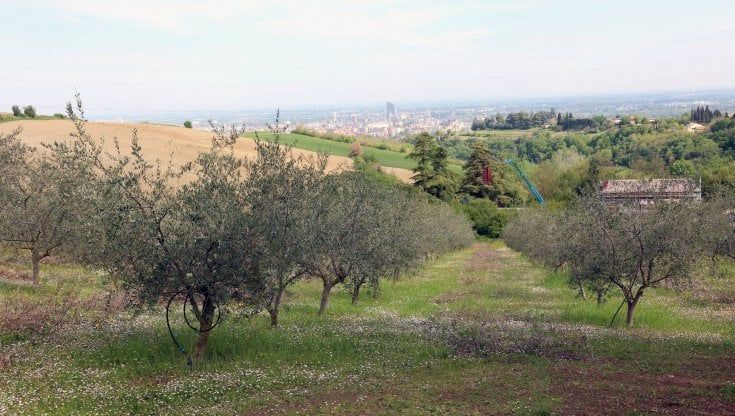 I colli di Bologna come la Puglia: triplicata la superficie coltivata a uliveti