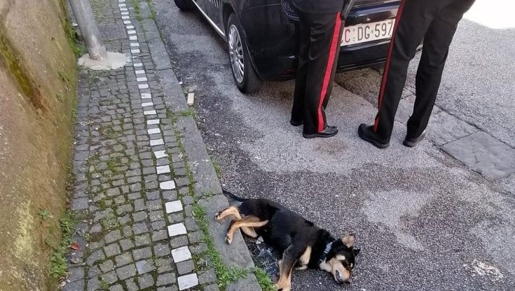  Somma Vesuviana, uccide cane con una fucilata: denunciato settantenne