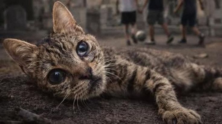 La gattina Elettra morta dopo 8 mesi di agonia: era stata usata come un pallone