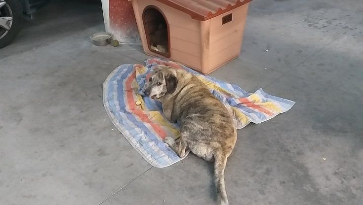 Il mistero (a lieto fine) di Sarchiapone, il cane educato che non abbaia mai, sparito e ritrovato dopo tre giorni e tre notti