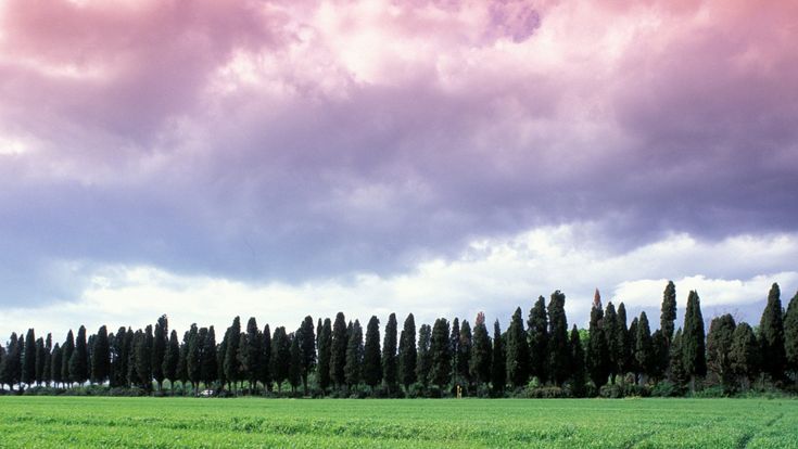 Faggi e cipressi come quadri: è boom del turismo degli alberi