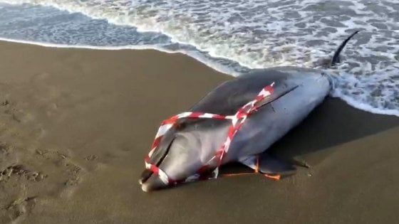 Ancora un delfino morto sul litorale del Lazio, nuovo caso a Focene