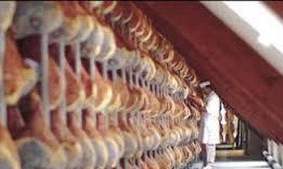 Maiali danesi nella filiera del prosciutto Dop: patteggiamenti e telecamere di Report