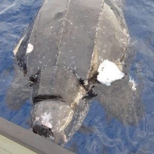 Loano, trovata morta una tartaruga liuto