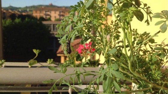 Balconi con trifoglio e lavanda<br />per far tornare le farfalle in citt&agrave;