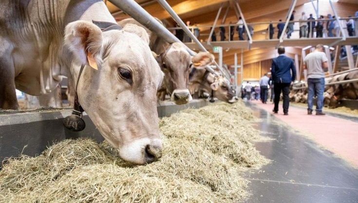 Pascoli, boschi e prati al Salone del Gusto per riscoprire le origini agricole