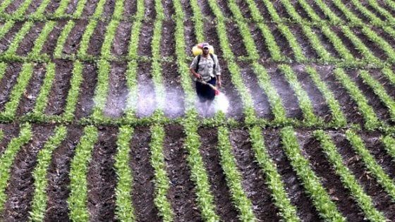 Glifosato: Ue, non c'è accordo su rinnovo 5 anni