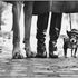 Dal ritratto di Marilyn al California Kiss: tutta l'ironia di Elliot Erwitt in mostra a Roma