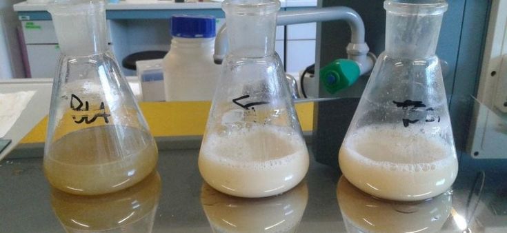 Un latte digeribile e che potenzia le difese esiste in natura (e viene da mucche antiche)