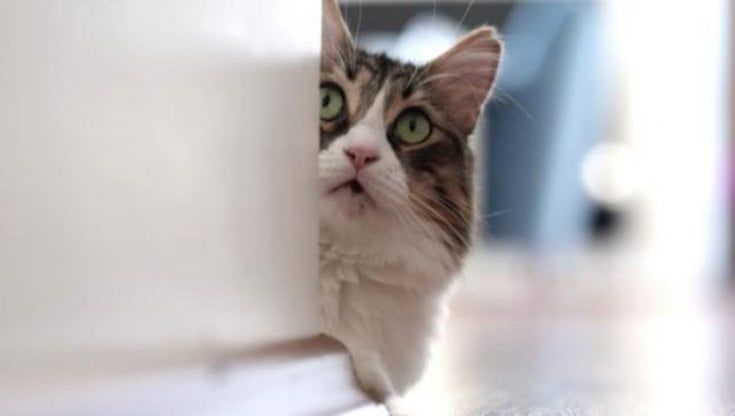 Livorno, per catturare il killer dei gatti ingaggiata una criminologa dall'ordine dei veterinari 