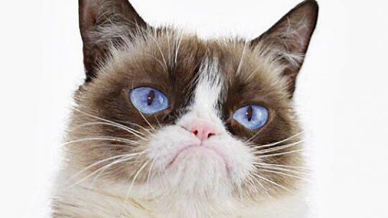 Yes, we cats: i gatti di Internet ora espugnano anche i musei