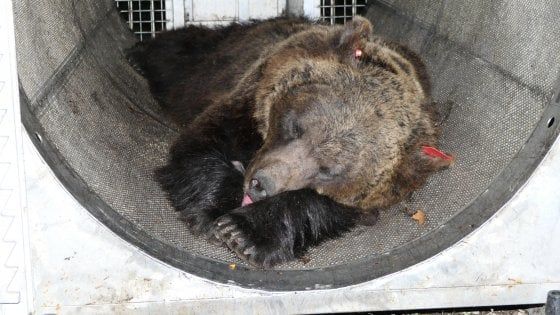 Trentino, il dietrofront di Fugatti: "Non si possono più catturare gli orsi"