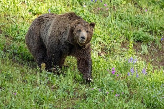 Yellowstone piange il grizzly Scarface