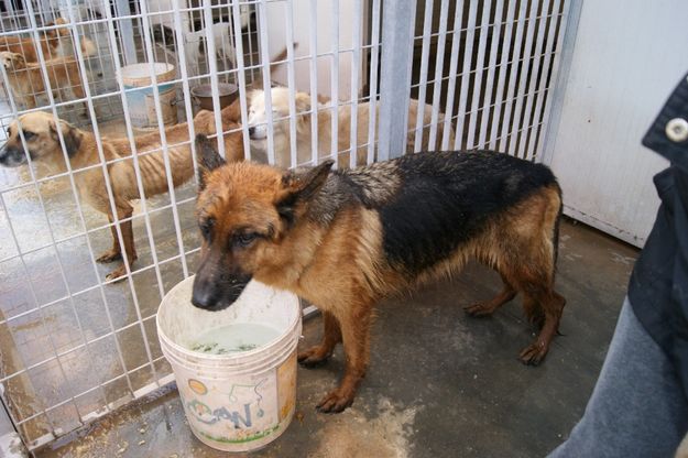 Duecento cani rinchiusi e abbandonati<br />scoperto rifugio lager nel Salento