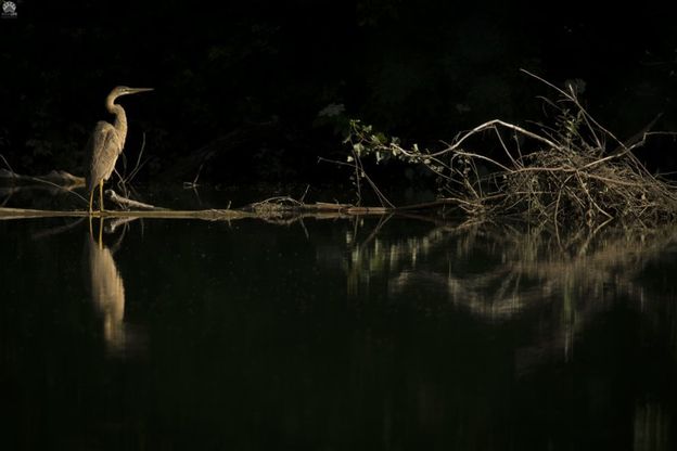 A pesca nell'oasi, l'airone rosso a passi di danza 