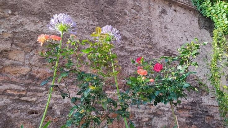 Adottano un’area verde sotto le arcate dell’Acquedotto: spunta un miracolo di fresie e rose