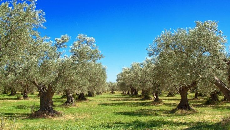 Xylella: la crisi dimenticata che vale il 10% dell'olio made in Italy  