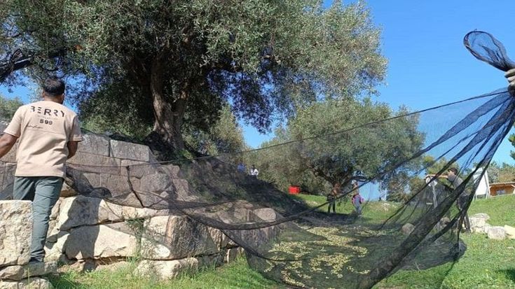 Ecco Oulios, il primo olio prodotto dagli antichi olivi sull’acropoli di Velia