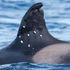 Dieci fori di proiettile sulla pinna dell’orca. A Gibilterra è battaglia fra cetacei e naviganti