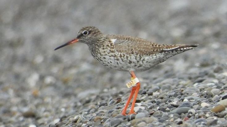 Natura, il lungo viaggio della pettegola: dalla Bielorussia al golfo di Policastro