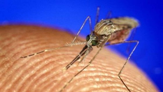 Vaccino malaria, via libera ai test in tre paesi dell'Africa