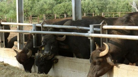 Caserta, smaltimento illecito rifiuti: sequestrato allevamento bufalino