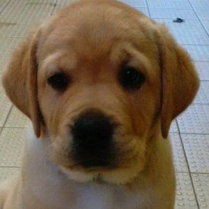 I cuccioli della Scuola cani guida per ciechi di Scandicci cercano casa