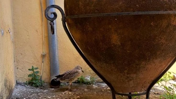 La gabbianella e l’orcio, al Museo di Salerno un cucciolo ferito attende di saper volare: “La nostra mascotte”