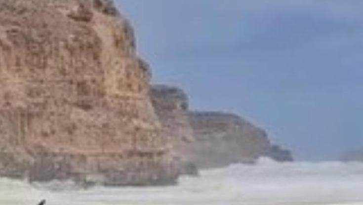 Crisi climatica, in Australia l'alga tossica soffoca l'ecosistema marino
