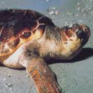 Tre tartarughe morte nel Tirreno, forse a causa della plastica