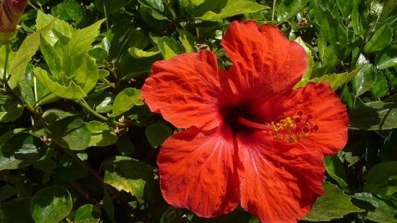 Con zenzero e hibiscus la primavera ti fa bella   