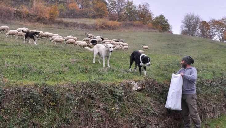 Cento domande per la scuola per pastori in Casentino, ma i posti sono solo sei