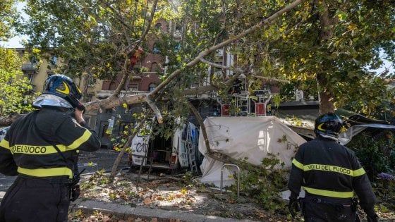 Milano, un albero di 10 metri si abbatte su un chiosco di fiori: danni ma nessun ferito