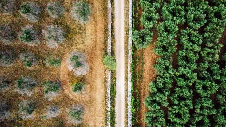 Xylella, la verità ci fa male