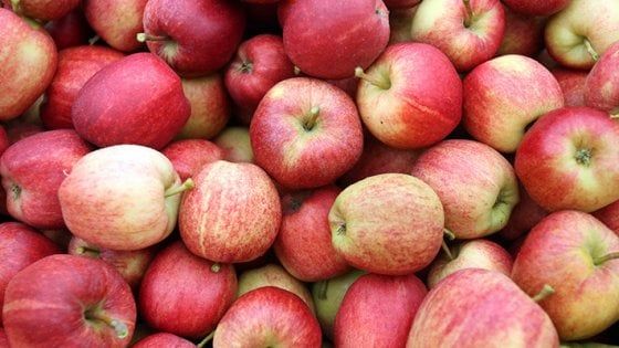 Non vedenti "assaggiatori" delle antiche mele della Lucchesia